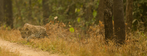 leopard